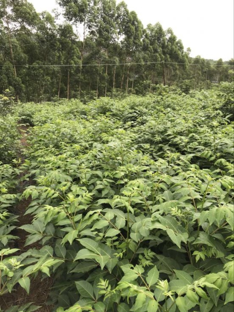 吴茱萸中花统