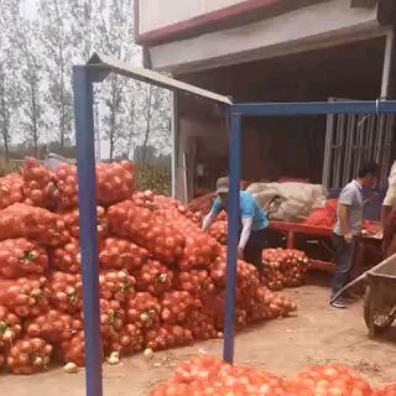 黄皮洋葱分拣精选75以上0.3元上车