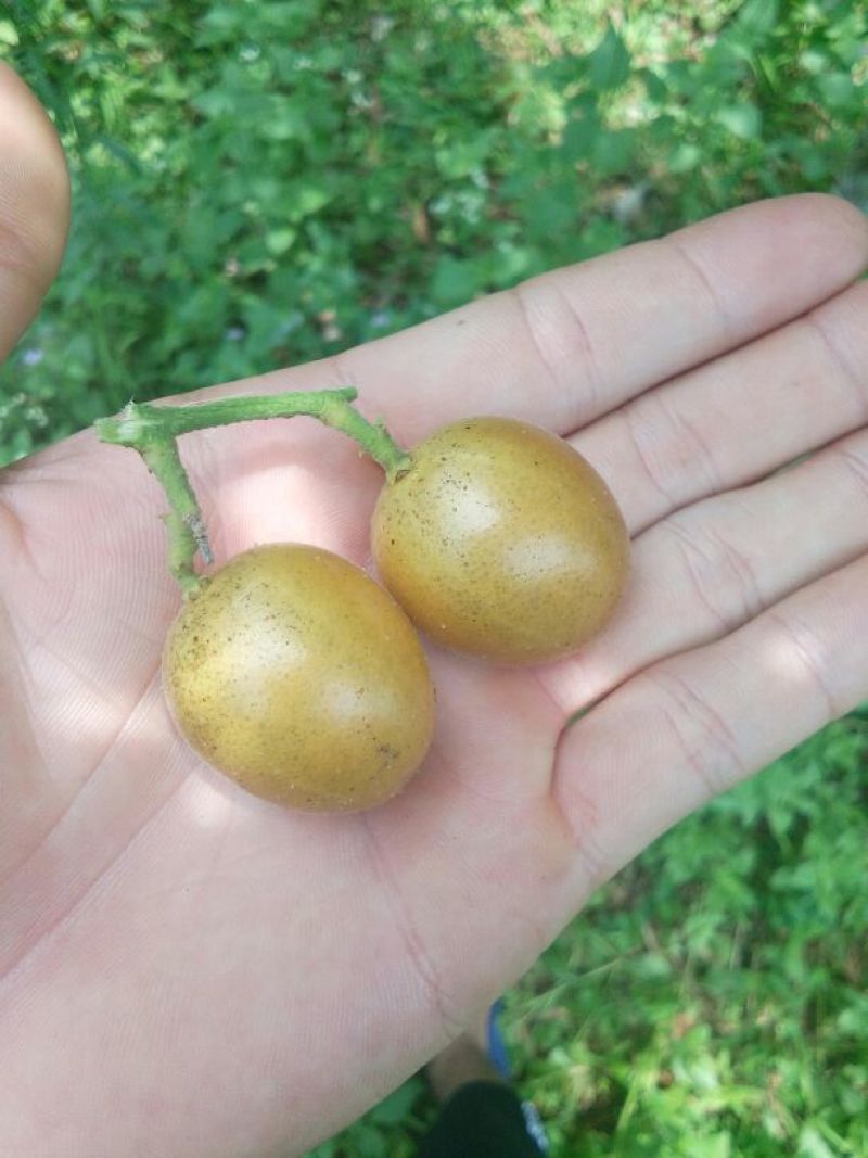 刚刚熟的贵妃大果。
