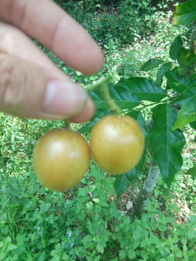 刚刚熟的贵妃大果。