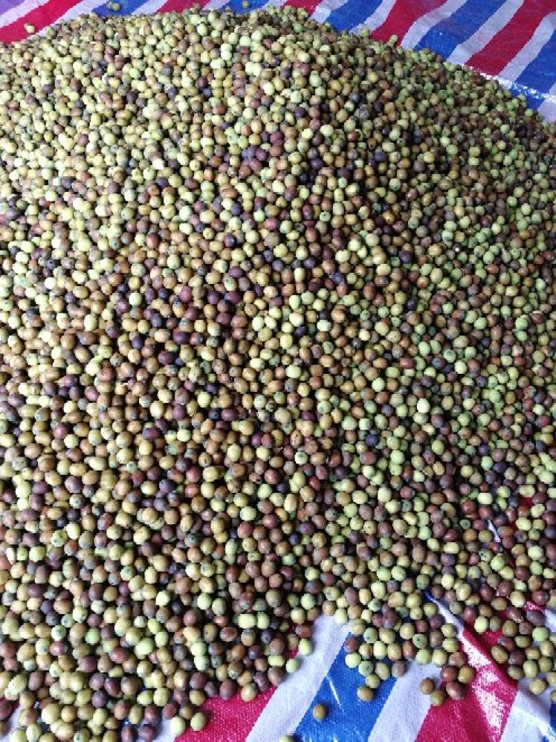 草莲子新鲜莲子鲜莲子，大颗粒产地种植户合作社直接批发