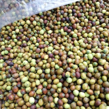 草莲子新鲜莲子鲜莲子，大颗粒产地种植户合作社直接批发