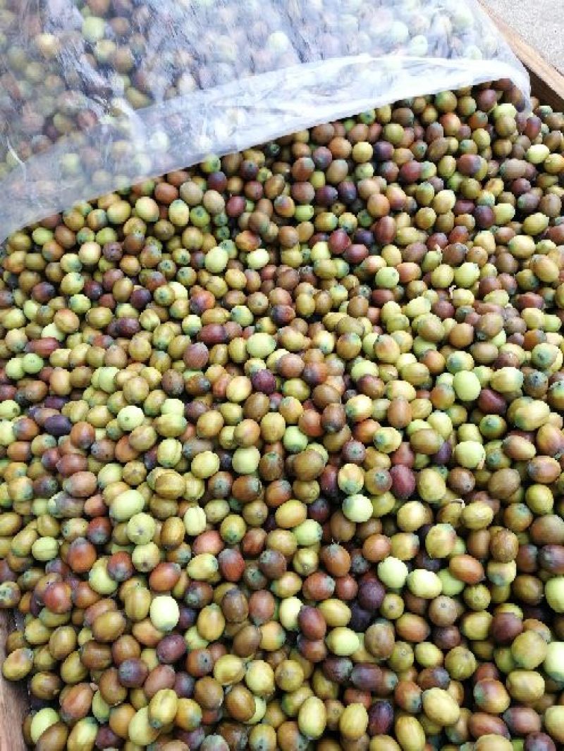 草莲子新鲜莲子鲜莲子，大颗粒产地种植户合作社直接批发