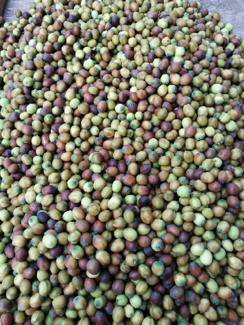 草莲子新鲜莲子鲜莲子，大颗粒产地种植户合作社直接批发