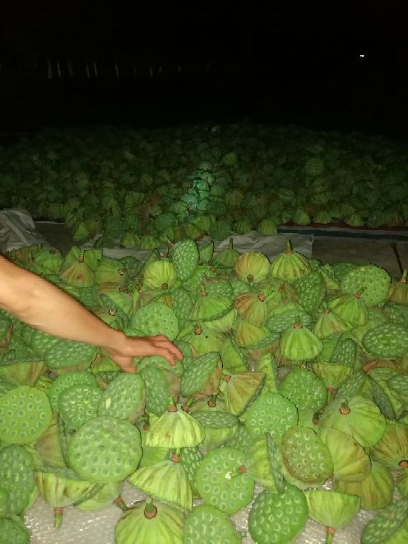 草莲子新鲜莲子鲜莲子，大颗粒产地种植户合作社直接批发