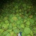 草莲子新鲜莲子鲜莲子，大颗粒产地种植户合作社直接批发