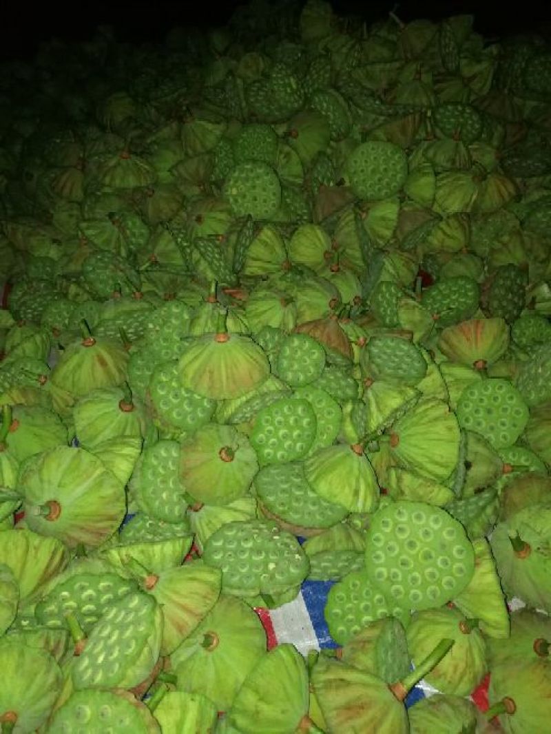 草莲子新鲜莲子鲜莲子，大颗粒产地种植户合作社直接批发