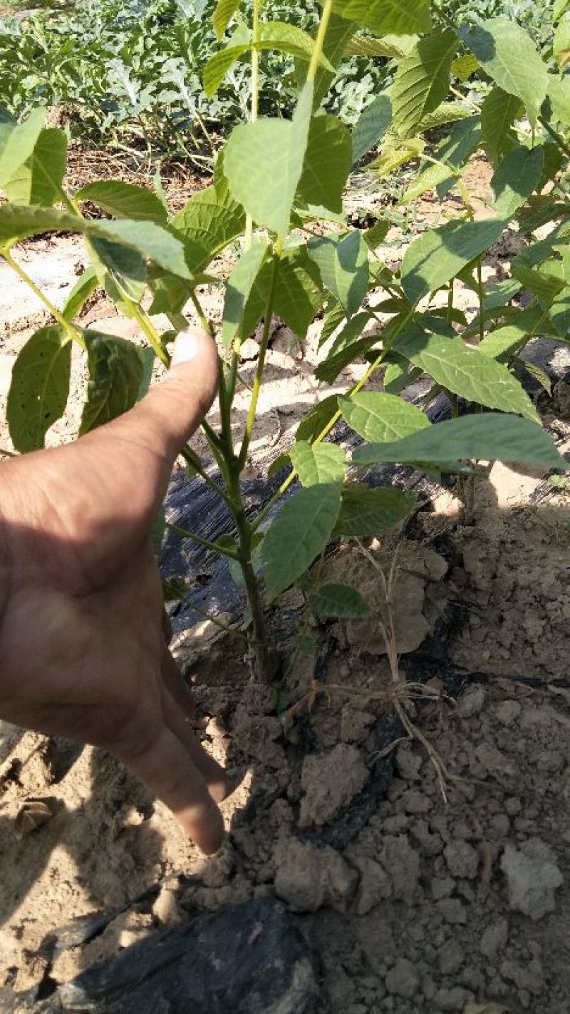 薄皮核桃嫁接芽变苗2—4年100~150cm