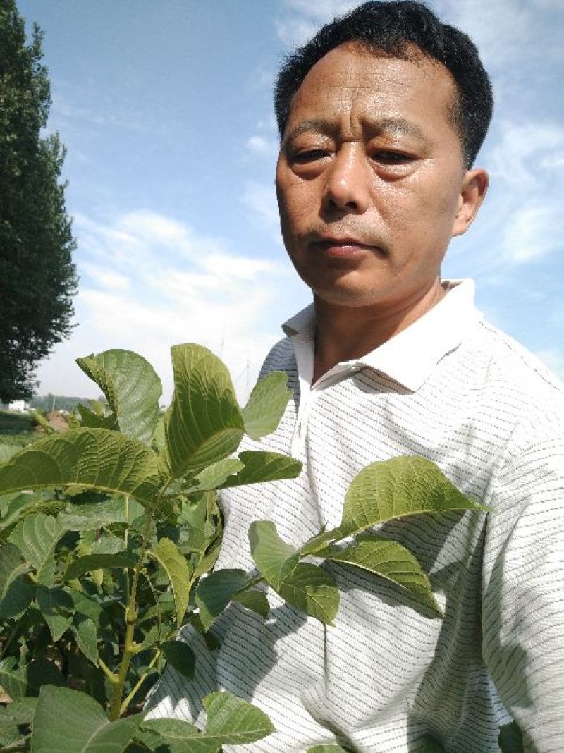 薄皮核桃嫁接芽变苗2—4年100~150cm