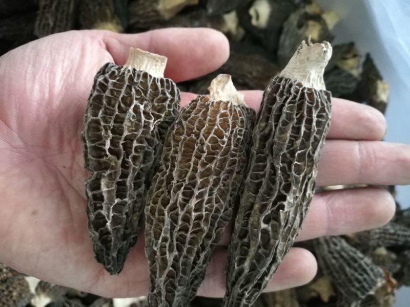 羊肚菌四公分以上
