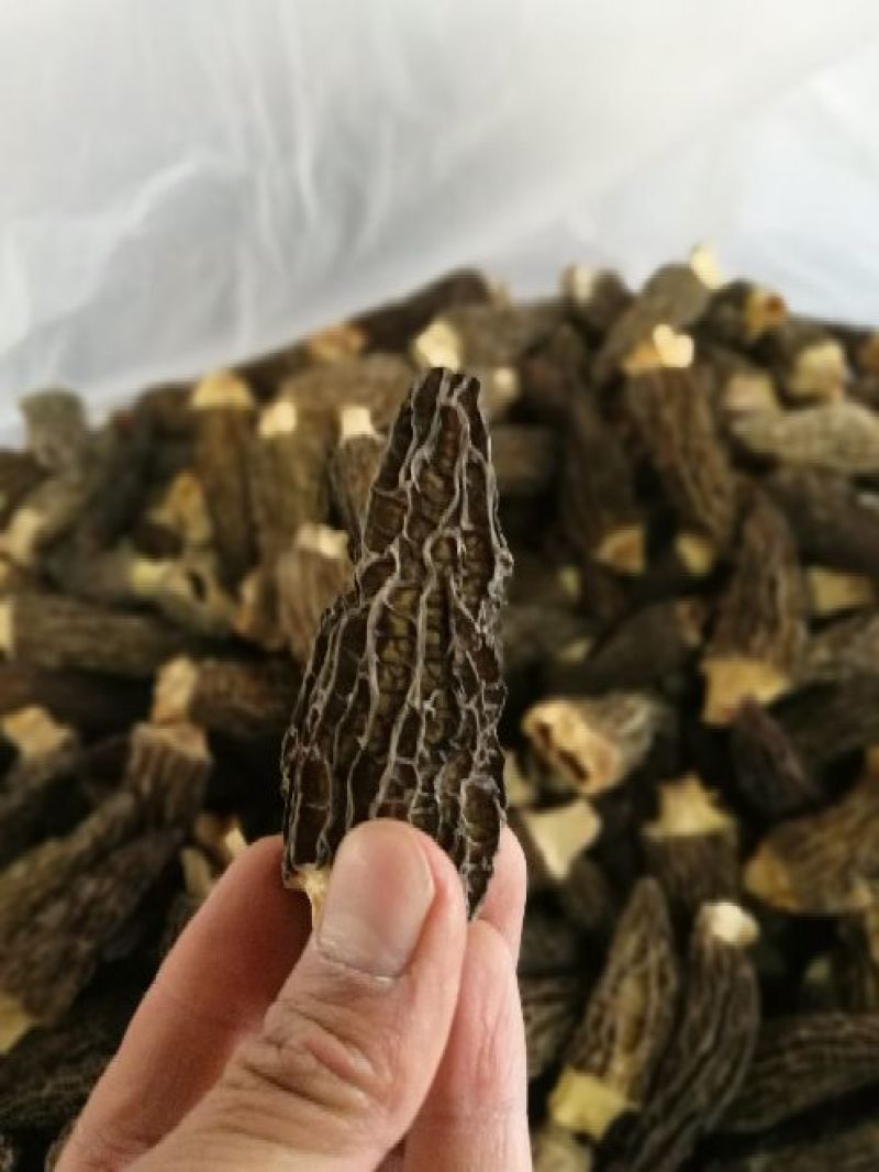 羊肚菌四公分以上