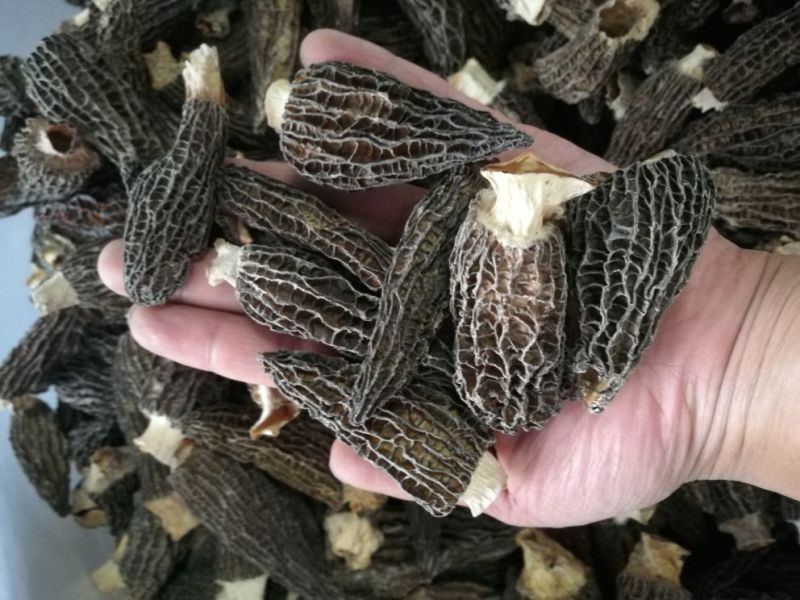 羊肚菌四公分以上