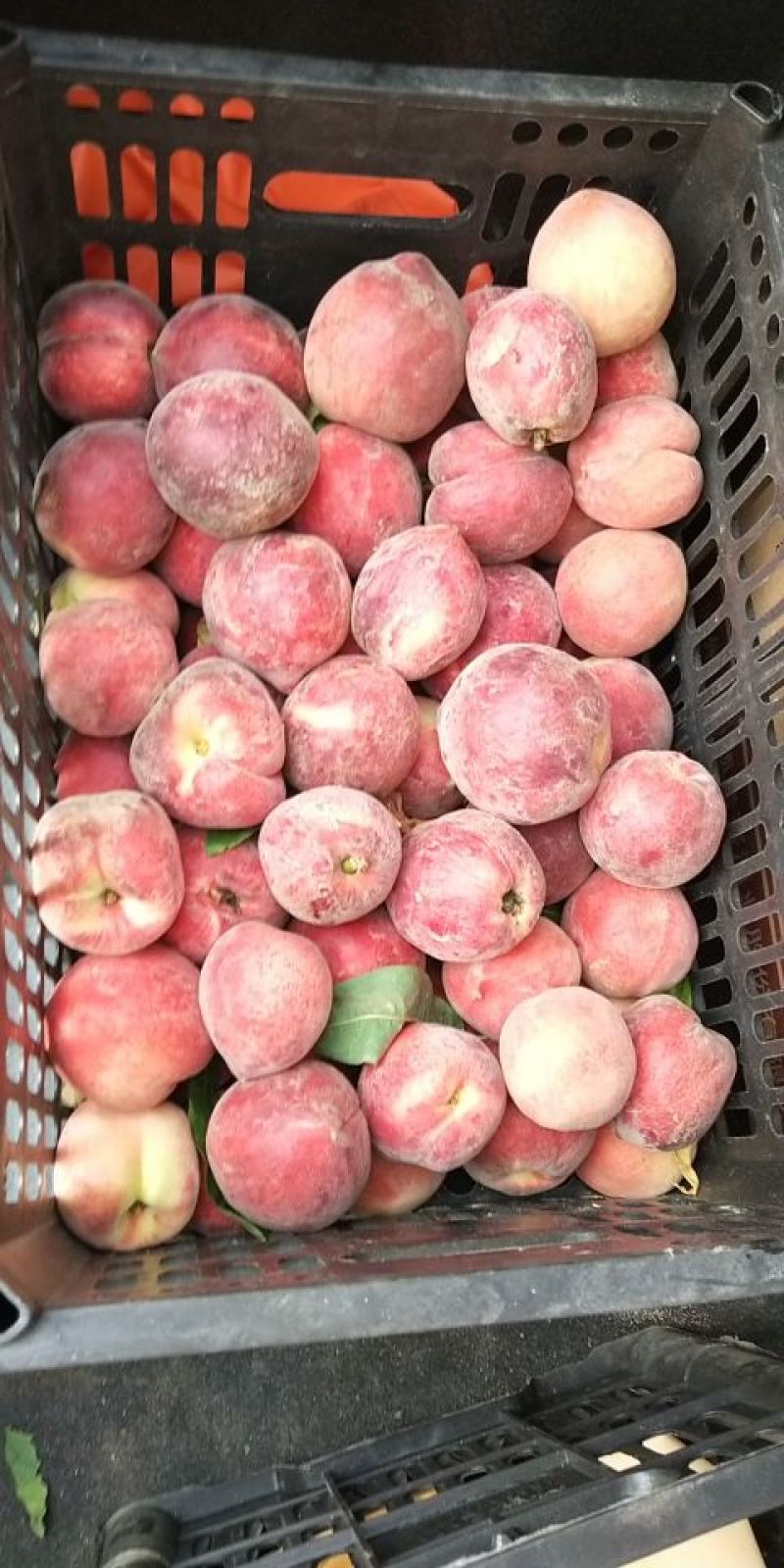 突围、美佳毛桃现在已陆续上市，欢迎各地老板前来选购。