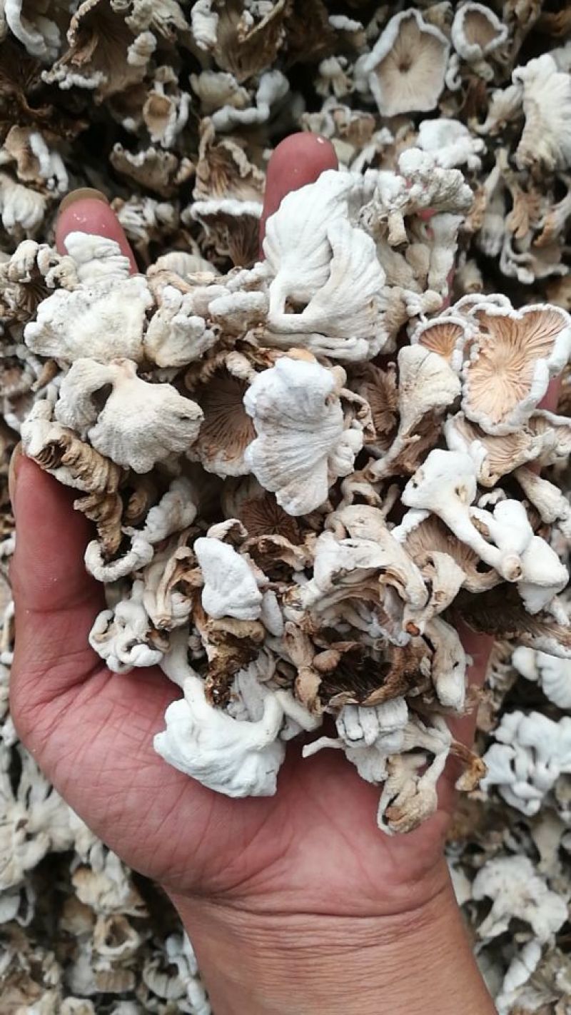 人工白参，又名白菌