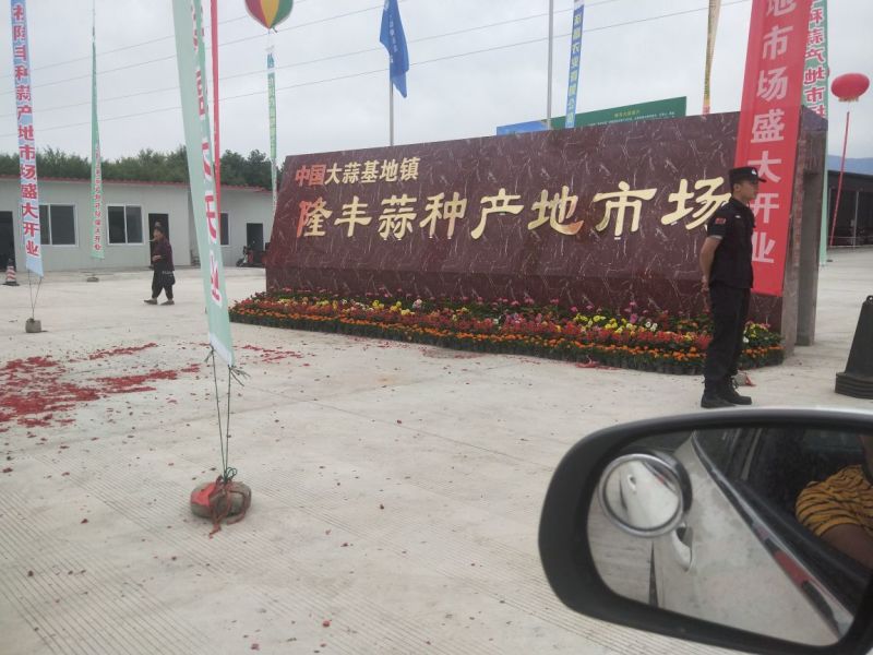 金堂早大蒜种子红蒜蒜苗蒜种
