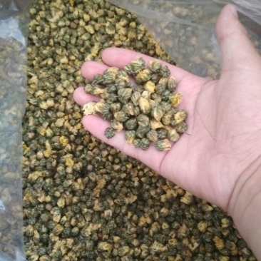 杭白菊胎菊桐乡特产菊花茶