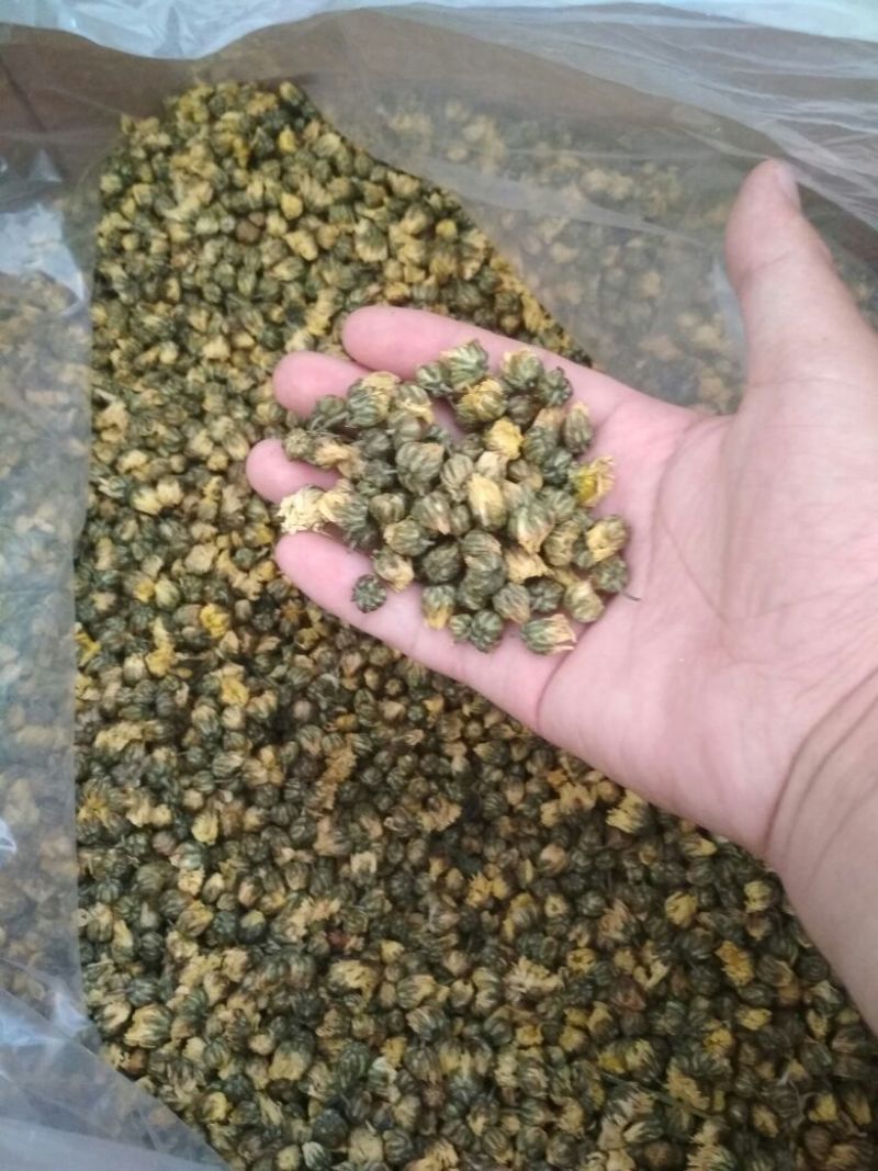 杭白菊胎菊桐乡特产菊花茶