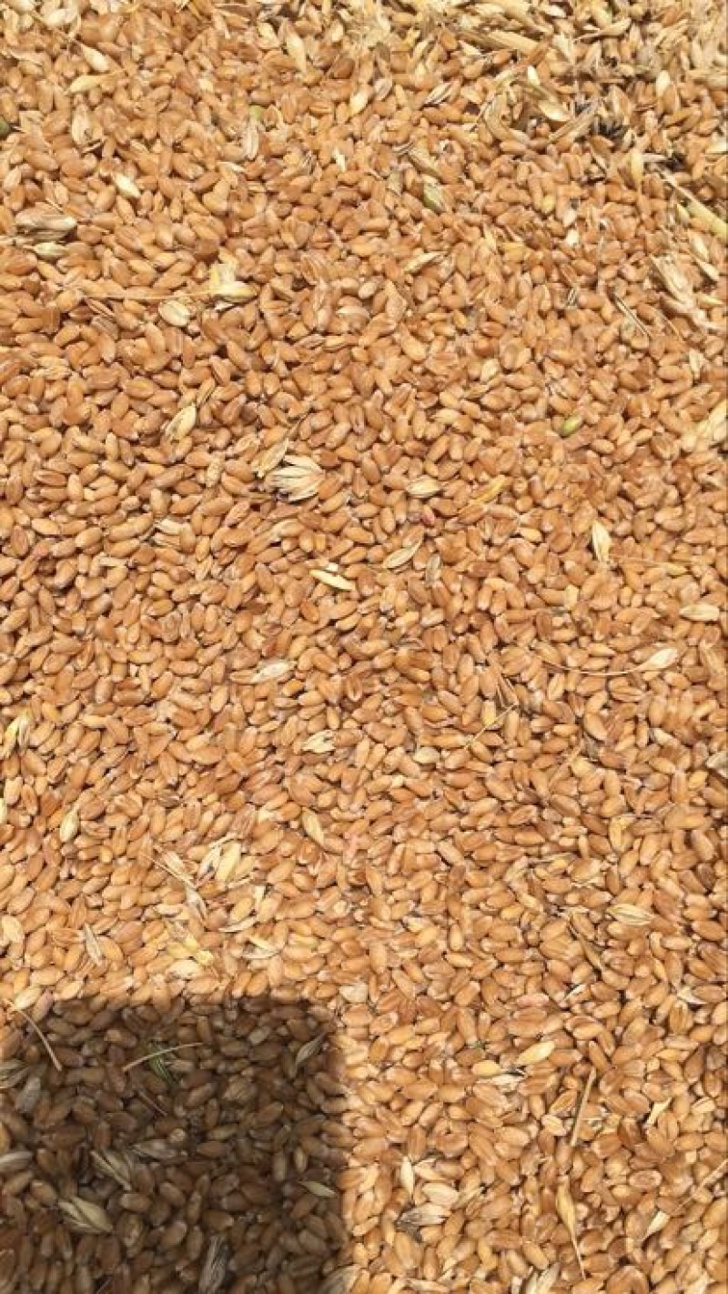 郑麦9023小麦12.5%以下