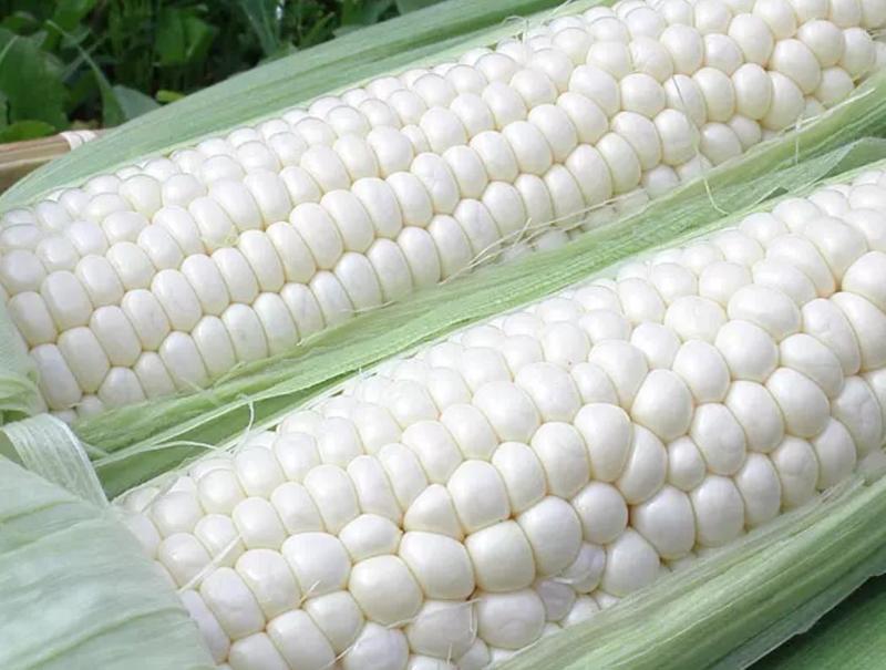 白黏玉上市米，河北邯郸鲜食玉米种植基地