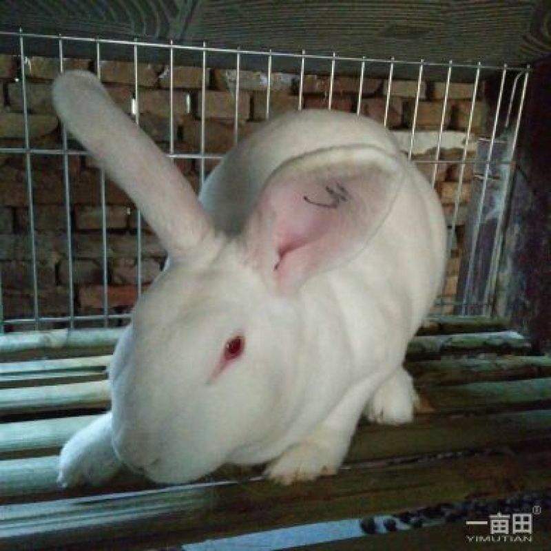 獭兔