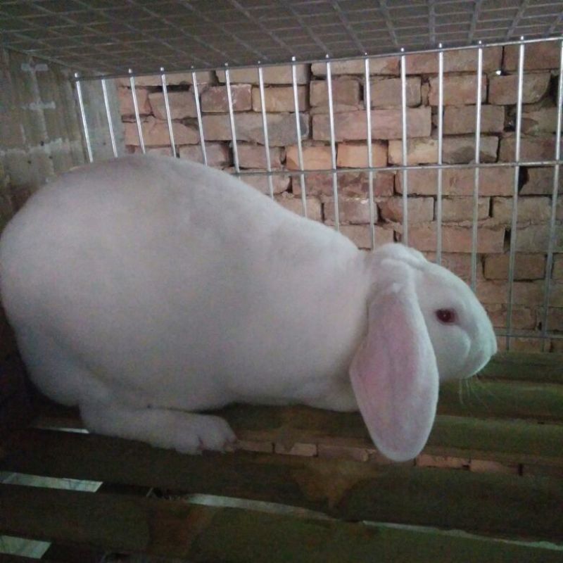 獭兔