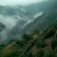 黄山毛峰