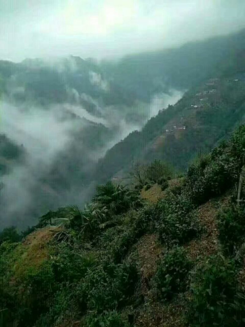 黄山毛峰