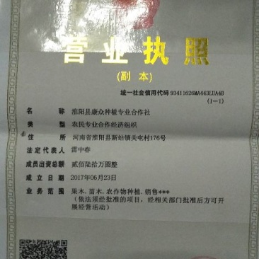 白蜡树苗大小苗8~10cm6~8cm
