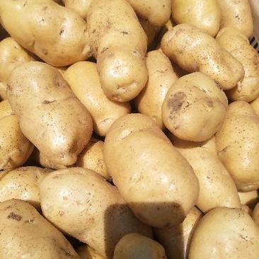 荷兰十五土豆货源充足产地直供山东土豆可全国代办