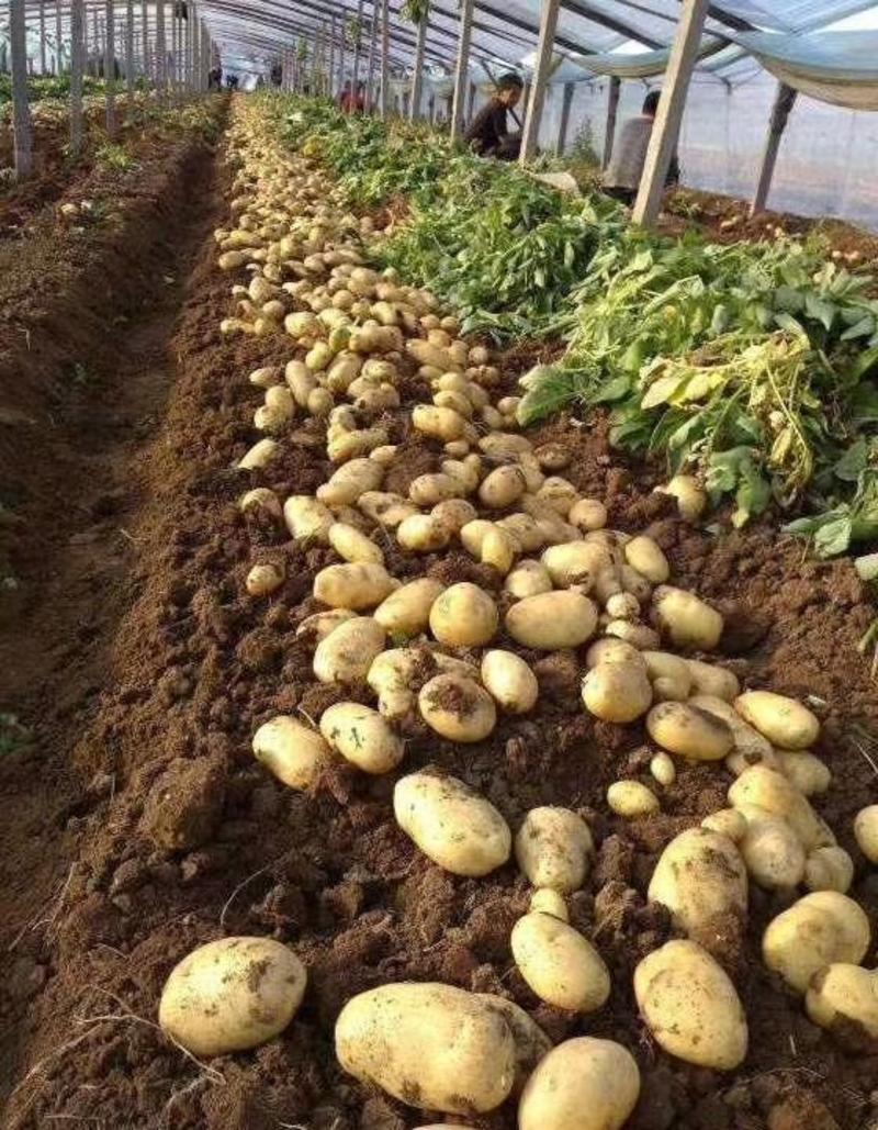 荷兰十五土豆货源充足产地直供山东土豆可全国代办