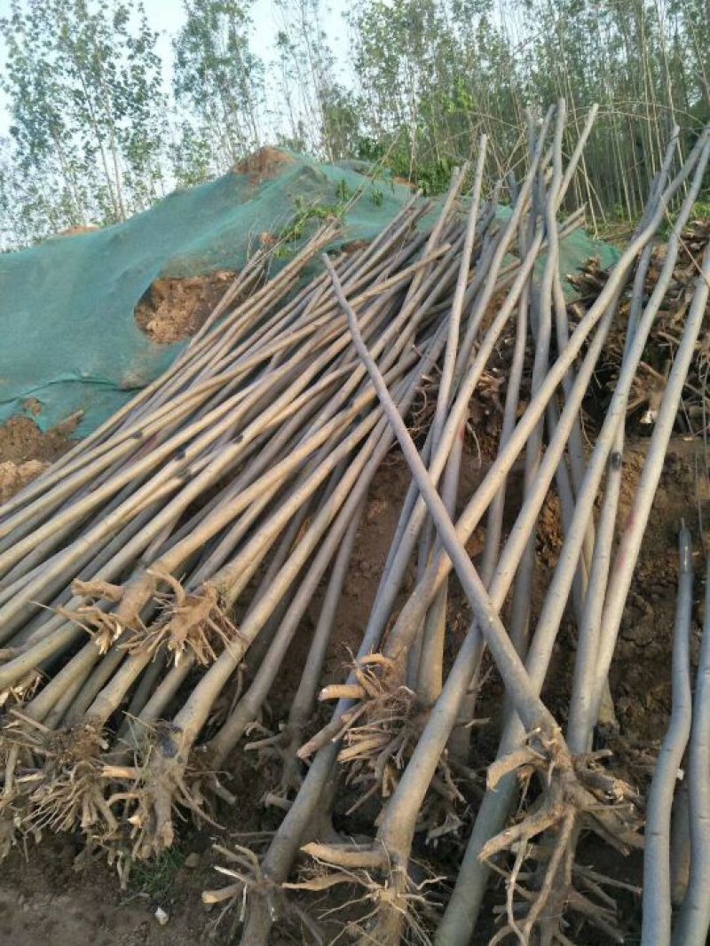 白蜡树苗大小苗8~10cm6~8cm