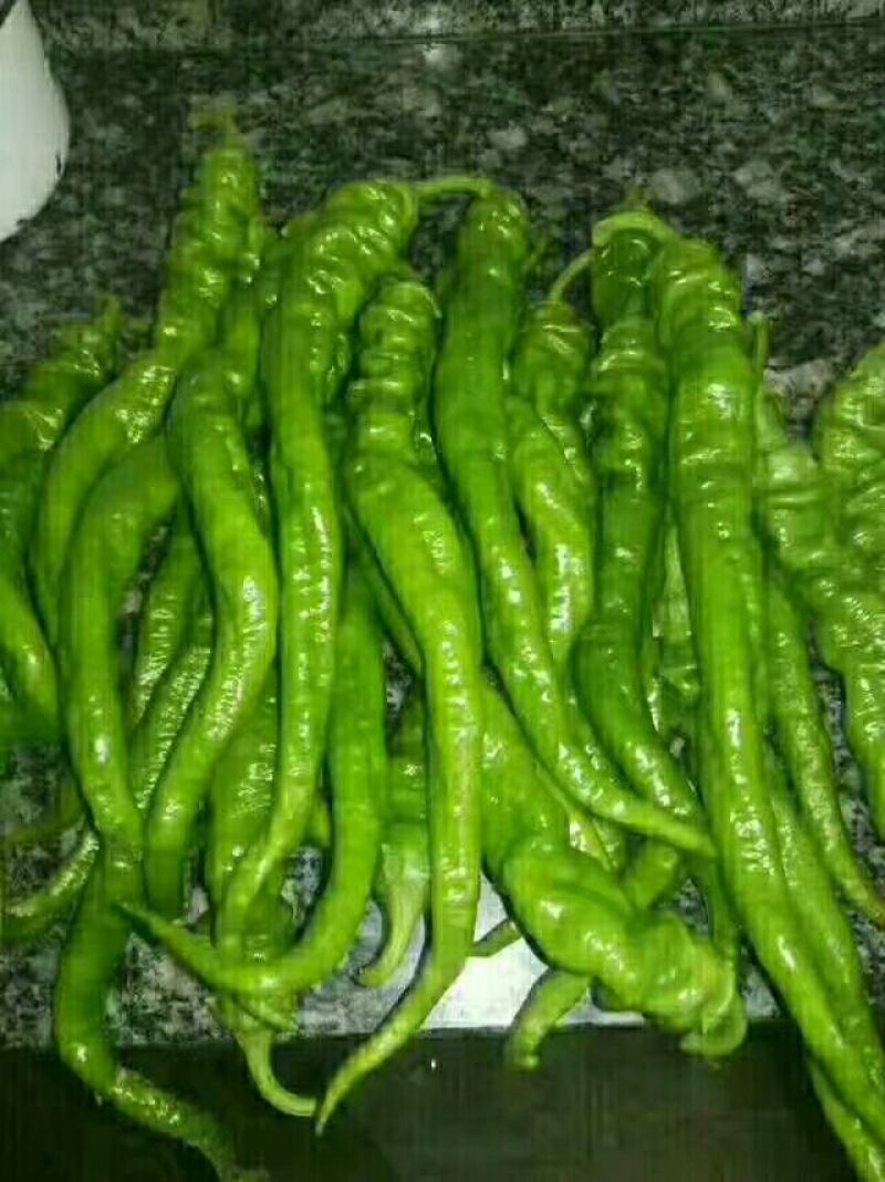 各种品种齐全的辣椒以大量上市中