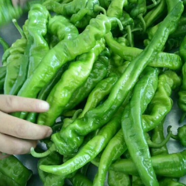 各种品种齐全的辣椒以大量上市中