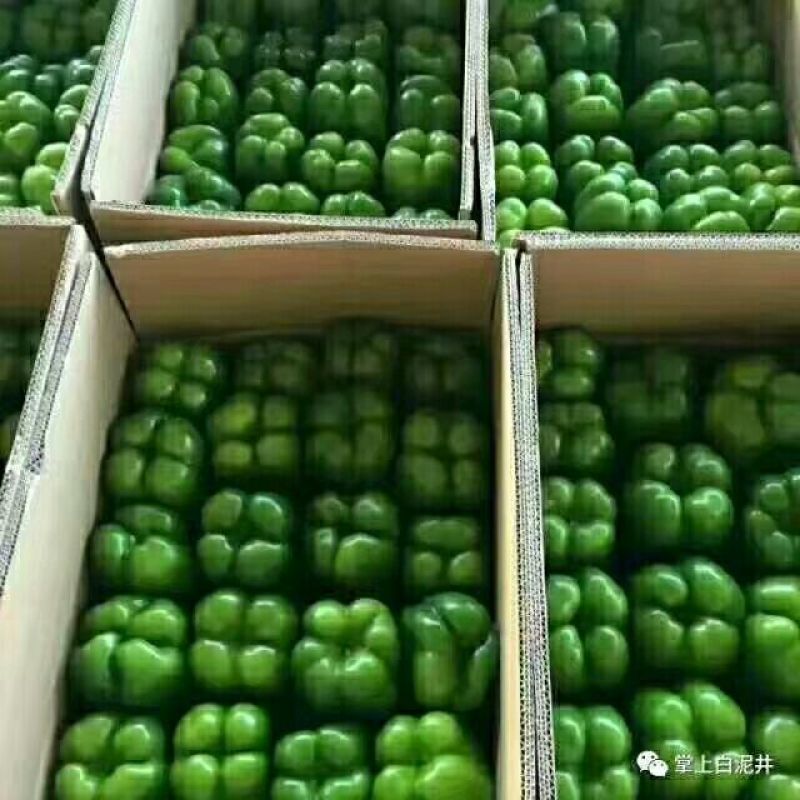各种品种齐全的辣椒以大量上市中