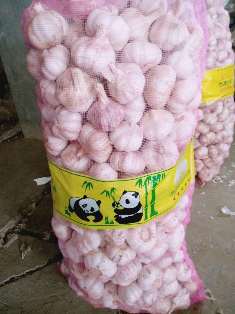 金乡大蒜，太空二号，紫皮红亮，个大皮厚。