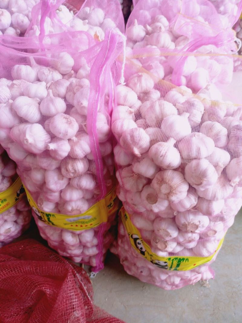 金乡大蒜，太空二号，紫皮红亮，个大皮厚。