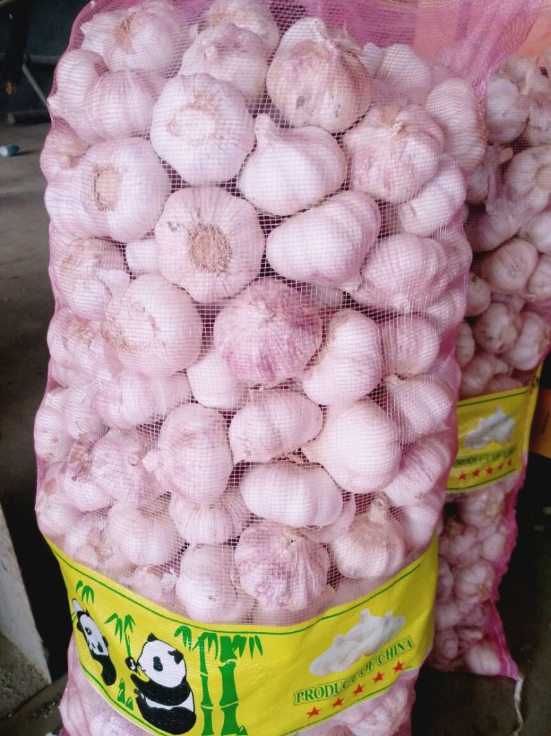 金乡大蒜，太空二号，紫皮红亮，个大皮厚。