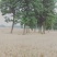 楸树