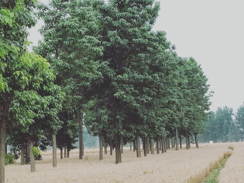 楸树