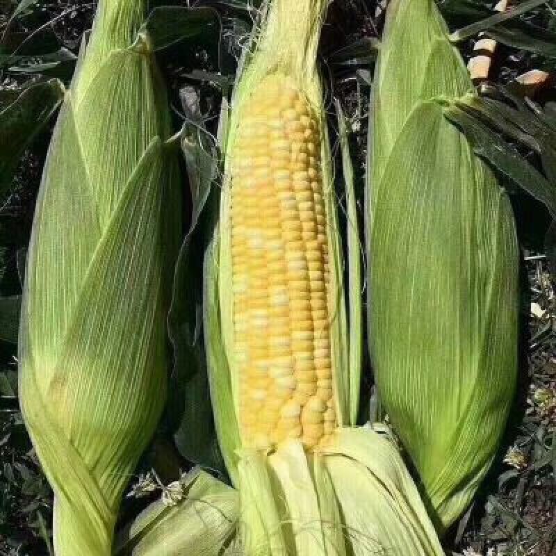 彩玉米牛奶玉米一件代发48.8元