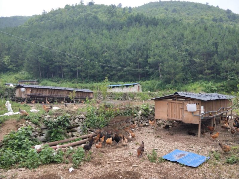 长顺绿壳鸡蛋(地理标志产品)