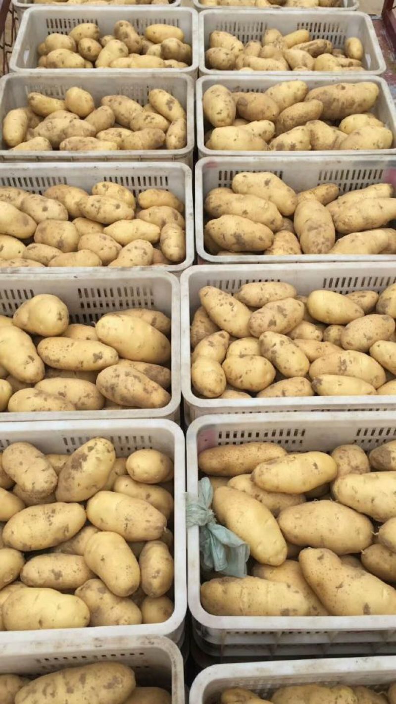 荷兰土豆十五山东产区大量上市保证质量价格实惠欢迎联系
