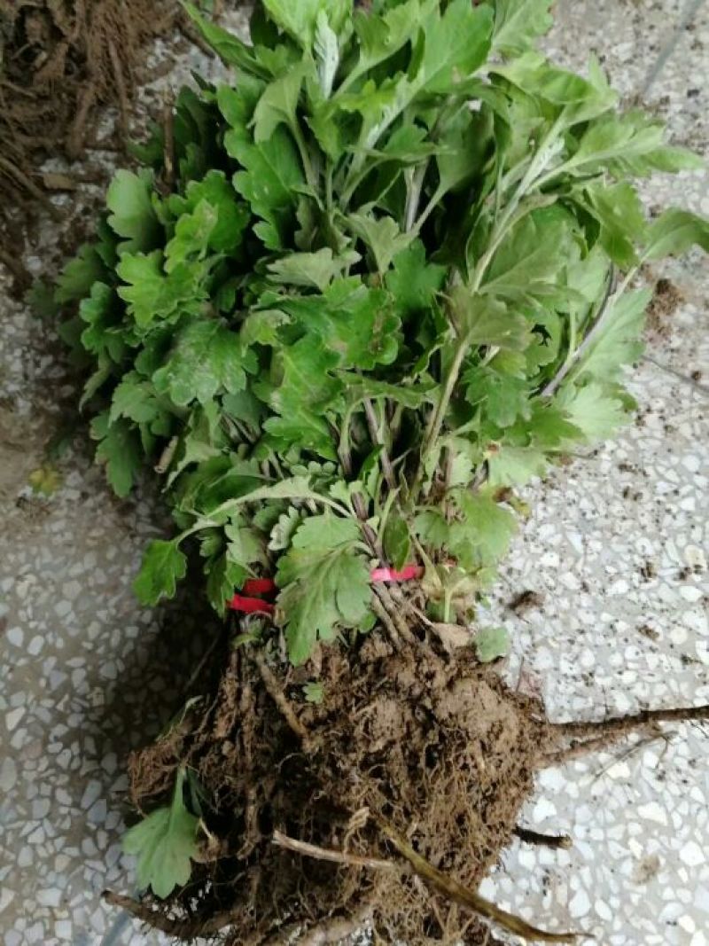 金丝皇菊苗，婺源黄菊苗，苏北菊，行白菊，北京菊提供技术！