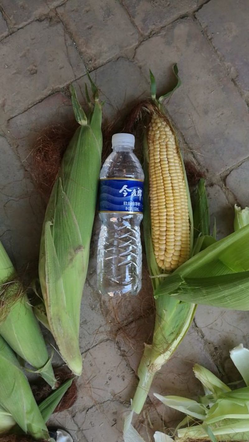 鲜黄玉米，水果玉米，甜玉米，中科、鲜玉米