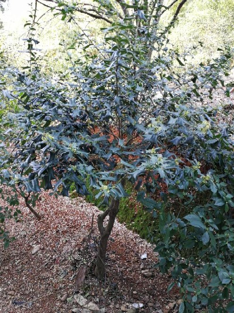 十大功劳树，本地名叫八角刺