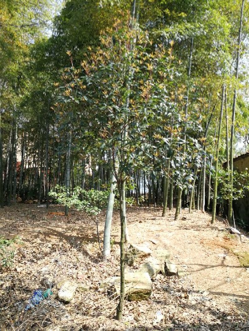 十大功劳树，本地名叫八角刺