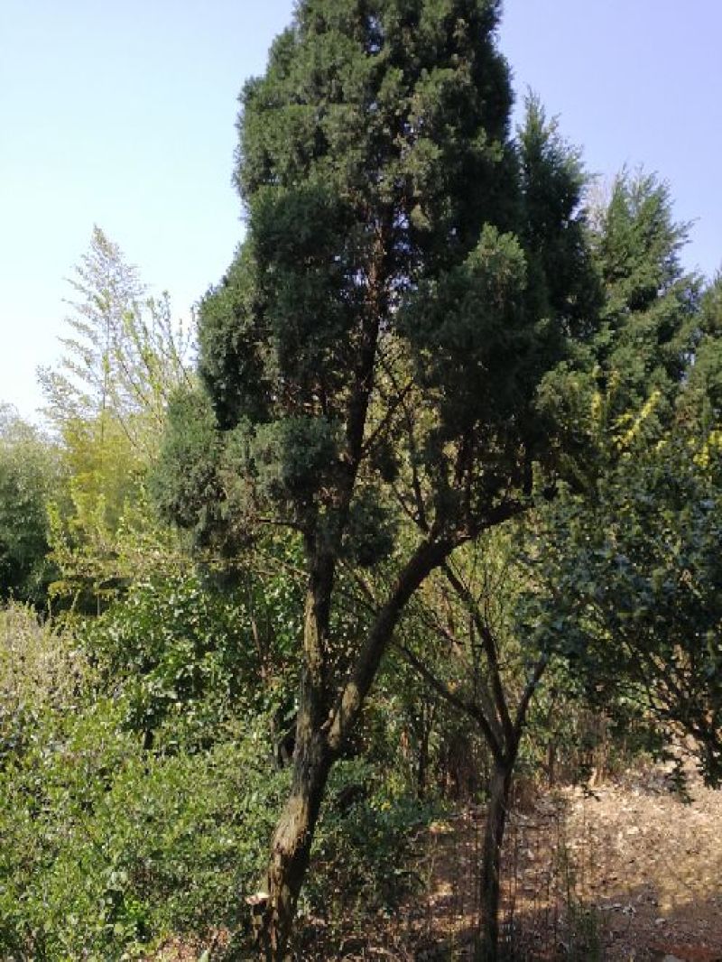 十大功劳树，本地名叫八角刺