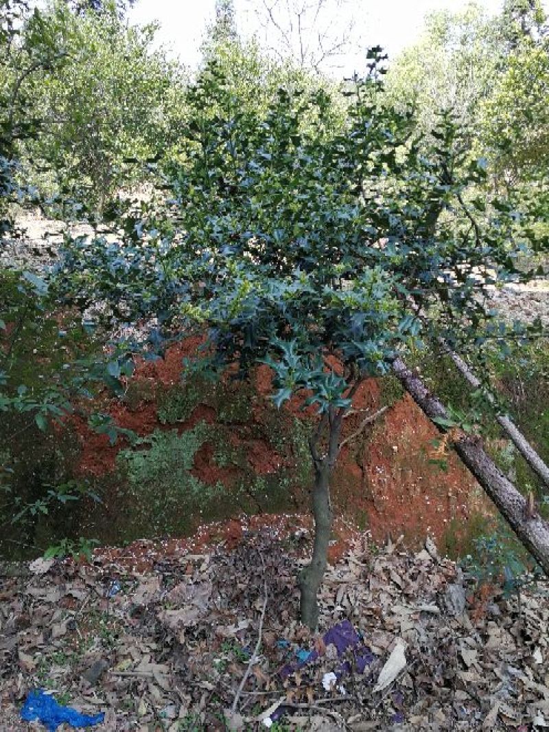 十大功劳树，本地名叫八角刺