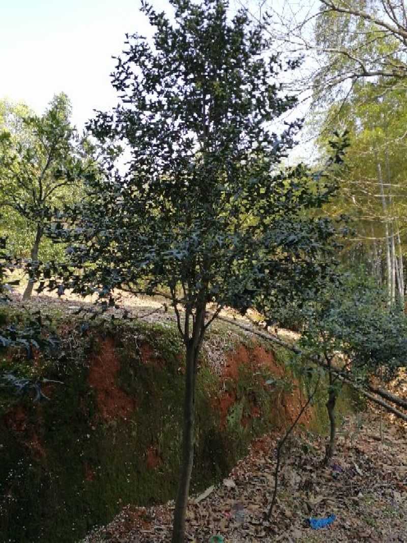十大功劳树，本地名叫八角刺