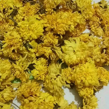 正宗无硫怀菊花
